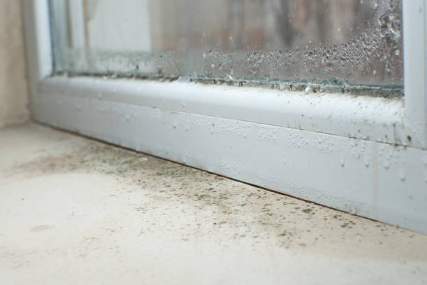 Why You Should Choose Our Mold Remediation Services in St David, AZ